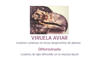 VIRUELA AVIAR
Difteroviruela
Lesiones de tipo difteroide en la mucosa bucal
Lesiones cutáneas en áreas desprovistas de plumas
 