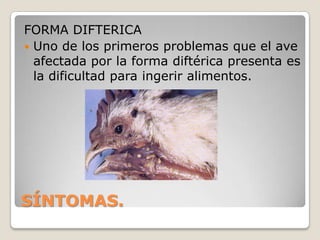 FORMA CUTÁNEO-DIFTÉRICA.  Esta forma es menos común, y en ella hay asociaciones de lesiones en la piel y de las pseudo membranas en la mucosa.