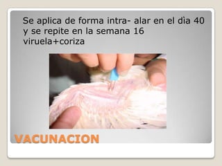 DIAGNÓSTICOPruebas serológicas y de inmunodetección  Son pruebas para detectar en el suero de ave la presencia de anticuerpos contra el virus, en unos casos, o en otros, para detectar la presencia del virus en preparaciones microscópicas mediante anticuerpos específicos marcados. 
