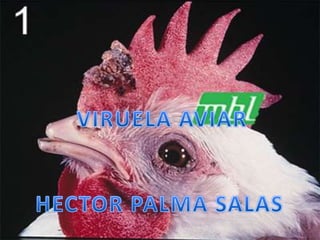 VIRUELA AVIAR  HECTOR PALMA SALAS  