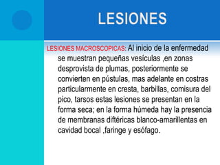 Forma cutánea: Los síntomas iníciales dependen de la locación de los nódulos en el cuerpo del ave.Pies. Dificultad para caminar.