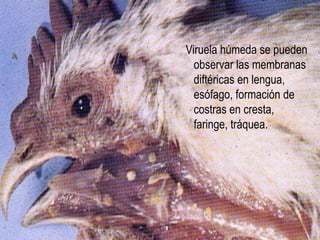 Pico. Dificultad para comer 