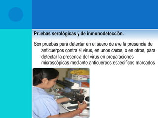 Viruela seca se presenta con formación de costras en cresta, barbillas, comisura del pico y  parpados.
