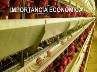 Enfermedad de Kikuth