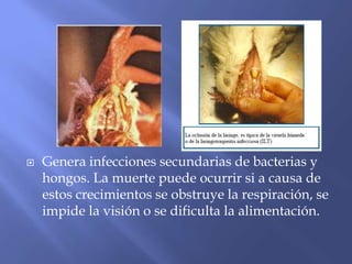    Genera infecciones secundarias de bacterias y
    hongos. La muerte puede ocurrir si a causa de
    estos crecimientos se obstruye la respiración, se
    impide la visión o se dificulta la alimentación.
 