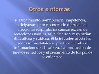   Decaimiento, somnolencia, inapetencia,
   adelgazamiento y a menudo diarrea. Las
   afecciones respiratorias causan exceso de
secreciones nasales, falta de aire y respiración
 dificultosa y ruidosa. Si la infección afecta los
   senos infraorbitales se producen también
 inflamaciones en la cabeza. La producción de
huevos se reduce y el crecimiento de los pollos
                  se enlentece.
 