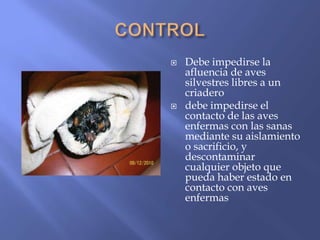    Debe impedirse la
    afluencia de aves
    silvestres libres a un
    criadero
   debe impedirse el
    contacto de las aves
    enfermas con las sanas
    mediante su aislamiento
    o sacrificio, y
    descontaminar
    cualquier objeto que
    pueda haber estado en
    contacto con aves
    enfermas
 