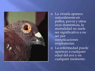   La viruela aparece
    naturalmente en
    pollos, pavos y otras
    aves domésticas, la
    mortalidad no suele
    ser significativa a no
    ser por
    complicaciones
    respiratorias.
   La enfermedad puede
    aparecer a cualquier
    edad del ave y en
    cualquier momento.
 