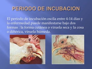 El período de incubación oscila entre 4-14 días y
la enfermedad puede manifestarse bajo dos
formas : la forma cutánea o viruela seca y la cosa
o diftérica, viruela húmeda.
 