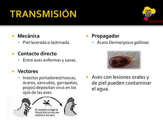 ECUADOR



Mecánica



 Piel lacerada o lastimada.



Propagador
 Ácaro Dermanyssus gallinae.

Contacto directo
 Entre aves enfermas y sanas.



Vectores
 Insectos portadores(moscas,

ácaros, zancudos, garrapatas,
piojos) depositan virus en los
ojos de las aves.



Aves con lesiones orales y
de piel pueden contaminar
el agua.

 