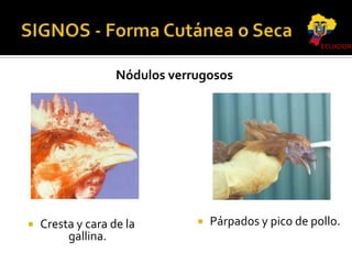 ECUADOR

Nódulos verrugosos



Cresta y cara de la
gallina.



Párpados y pico de pollo.

 