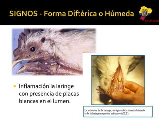 ECUADOR



Inflamación la laringe
con presencia de placas
blancas en el lumen.

 