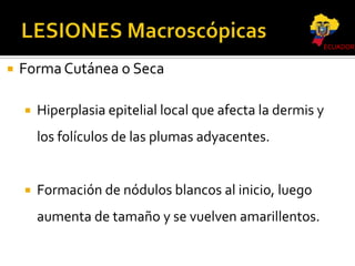 ECUADOR



Forma Cutánea o Seca


Hiperplasia epitelial local que afecta la dermis y

los folículos de las plumas adyacentes.



Formación de nódulos blancos al inicio, luego
aumenta de tamaño y se vuelven amarillentos.

 