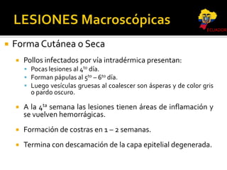 ECUADOR



Forma Cutánea o Seca


Pollos infectados por vía intradérmica presentan:
 Pocas lesiones al 4to día.
 Forman pápulas al 5to – 6to día.
 Luego vesículas gruesas al coalescer son ásperas y de color gris

o pardo oscuro.



A la 4ta semana las lesiones tienen áreas de inflamación y
se vuelven hemorrágicas.



Formación de costras en 1 – 2 semanas.



Termina con descamación de la capa epitelial degenerada.

 