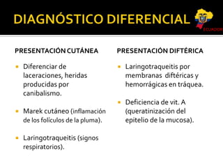 ECUADOR

PRESENTACIÓN CUTÁNEA



Marek cutáneo (inflamación
de los folículos de la pluma).



Laringotraqueitis (signos
respiratorios).



Laringotraqueitis por
membranas diftéricas y
hemorrágicas en tráquea.





Diferenciar de
laceraciones, heridas
producidas por
canibalismo.

PRESENTACIÓN DIFTÉRICA

Deficiencia de vit. A
(queratinización del
epitelio de la mucosa).

 