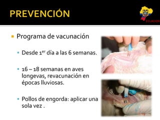 ECUADOR



Programa de vacunación
 Desde 1er día a las 6 semanas.
 16 – 18 semanas en aves

longevas, revacunación en
épocas lluviosas.
 Pollos de engorda: aplicar una

sola vez .

 
