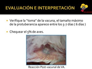 ECUADOR



Verifique la “toma” de la vacuna, el tamaño máximo
de la protuberancia aparece entre los 5-7 días ( 6 días )



Chequear el 5% de aves.

Reacción Post-vacunal de VA.

 