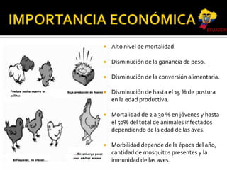 ECUADOR



Alto nivel de mortalidad.



Disminución de la ganancia de peso.



Disminución de la conversión alimentaria.



Disminución de hasta el 15 % de postura
en la edad productiva.



Mortalidad de 2 a 30 % en jóvenes y hasta
el 50% del total de animales infectados
dependiendo de la edad de las aves.



Morbilidad depende de la época del año,
cantidad de mosquitos presentes y la
inmunidad de las aves.

 