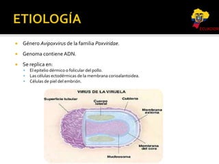 ECUADOR



Género Avipoxvirus de la familia Poxviridae.



Genoma contiene ADN.



Se replica en:




El epitelio dérmico o folicular del pollo.
Las células ectodérmicas de la membrana corioalantoidea.
Células de piel del embrión.

 
