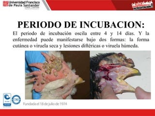 PERIODO DE INCUBACION:
El periodo de incubación oscila entre 4 y 14 días. Y la
enfermedad puede manifestarse bajo dos formas: la forma
cutánea o viruela seca y lesiones diftéricas o viruela húmeda.
 