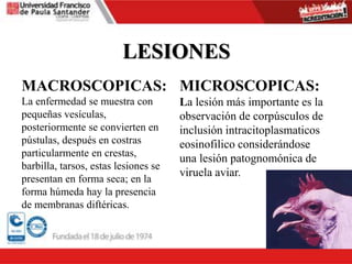 LESIONES
MACROSCOPICAS:
La enfermedad se muestra con
pequeñas vesículas,
posteriormente se convierten en
pústulas, después en costras
particularmente en crestas,
barbilla, tarsos, estas lesiones se
presentan en forma seca; en la
forma húmeda hay la presencia
de membranas diftéricas.
MICROSCOPICAS:
La lesión más importante es la
observación de corpúsculos de
inclusión intracitoplasmaticos
eosinofilico considerándose
una lesión patognomónica de
viruela aviar.
 