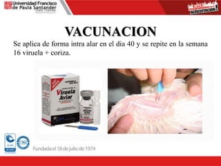 VACUNACION
Se aplica de forma intra alar en el dia 40 y se repite en la semana
16 viruela + coriza.
 