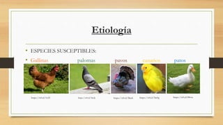 Etiología
• ESPECIES SUSCEPTIBLES:
• Gallinas palomas pavos canarios patos
https://n9.cl/1x55 https://n9.cl/3m2j https://n9.cl/5lceh https://n9.cl/3m9g https://n9.cl/08vxs
 