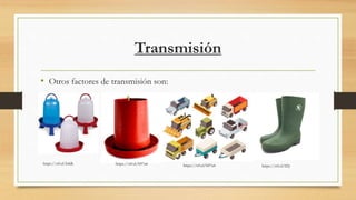 Transmisión
• Otros factores de transmisión son:
https://n9.cl/k4dk https://n9.cl/b97a4 https://n9.cl/b97a4 https://n9.cl/lf2y
 