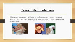 Periodo de incubación
• El periodo varía entre 4 a 10 días en pollos, palomas y pavos, y cerca de 4
días en canarios la enfermedad puede presentarse de 2 maneras cutáneas o
viruela seca.
https://n9.cl/s6u9 https://n9.cl/zrdzw
 