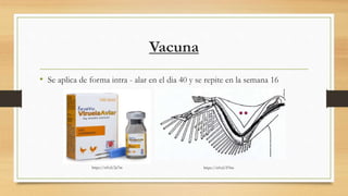 Vacuna
• Se aplica de forma intra - alar en el dia 40 y se repite en la semana 16
https://n9.cl/276whttps://n9.cl/2a7m
 