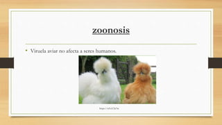 zoonosis
• Viruela aviar no afecta a seres humanos.
https://n9.cl/2a7m
 