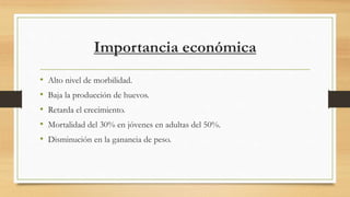 Importancia económica
• Alto nivel de morbilidad.
• Baja la producción de huevos.
• Retarda el crecimiento.
• Mortalidad del 30% en jóvenes en adultas del 50%.
• Disminución en la ganancia de peso.
 