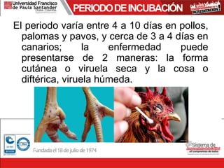 PERIODODEINCUBACIÓN
El periodo varía entre 4 a 10 días en pollos,
palomas y pavos, y cerca de 3 a 4 días en
canarios; la enfermedad puede
presentarse de 2 maneras: la forma
cutánea o viruela seca y la cosa o
diftérica, viruela húmeda.
 