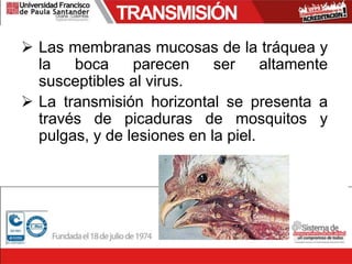 TRANSMISIÓN
 Las membranas mucosas de la tráquea y
la boca parecen ser altamente
susceptibles al virus.
 La transmisión horizontal se presenta a
través de picaduras de mosquitos y
pulgas, y de lesiones en la piel.
 