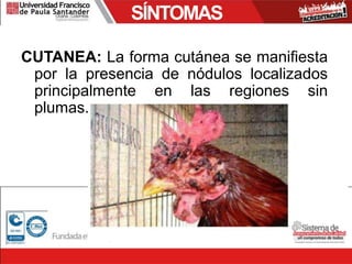 SÍNTOMAS
CUTANEA: La forma cutánea se manifiesta
por la presencia de nódulos localizados
principalmente en las regiones sin
plumas.
 