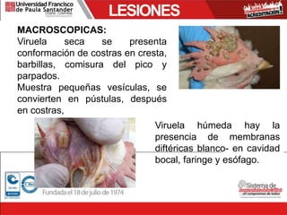 LESIONES
MACROSCOPICAS:
Viruela seca se presenta
conformación de costras en cresta,
barbillas, comisura del pico y
parpados.
Muestra pequeñas vesículas, se
convierten en pústulas, después
en costras,
Viruela húmeda hay la
presencia de membranas
diftéricas blanco- en cavidad
bocal, faringe y esófago.
 