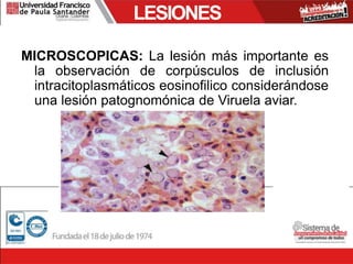 LESIONES
MICROSCOPICAS: La lesión más importante es
la observación de corpúsculos de inclusión
intracitoplasmáticos eosinofilico considerándose
una lesión patognomónica de Viruela aviar.
 