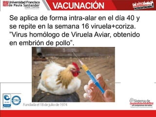 VACUNACIÓN
Se aplica de forma intra-alar en el día 40 y
se repite en la semana 16 viruela+coriza.
”Virus homólogo de Viruela Aviar, obtenido
en embrión de pollo”.
 