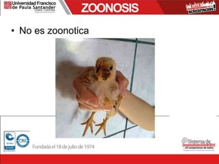 • No es zoonotica
ZOONOSIS
 