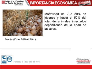 IMPORTANCIAECONÓMICA
Fuente: (IGUALDAD ANIMAL)
Mortalidad de 2 a 30% en
jóvenes y hasta el 50% del
total de animales infectados
dependiendo de la edad de
las aves.
 