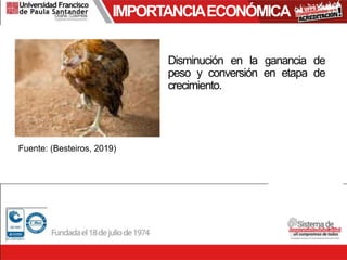 IMPORTANCIAECONÓMICA
Fuente: (Besteiros, 2019)
Disminución en la ganancia de
peso y conversión en etapa de
crecimiento.
 