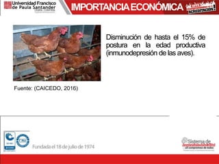 IMPORTANCIAECONÓMICA
Fuente: (CAICEDO, 2016)
Disminución de hasta el 15% de
postura en la edad productiva
(inmunodepresión de las aves).
 