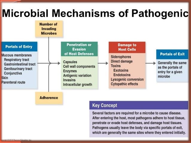 Bacterial Virulance factor ppt by swapnil