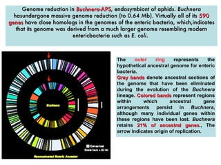 Genome reduction in  Buchnera -APS , endosymbiont of aphids.  Buchnera  hasundergone massive genome reduction (to 0.64 Mb). Virtually all of its  590 genes  have close homologs in the genomes of the enteric bacteria, which,indicates that its genome was derived from a much larger genome resembling modern entericbacteria such as  E. coli .   The  outer ring  represents the hypothetical ancestral genome for enteric bacteria. Gray bands  denote ancestral sections of the genome that have been eliminated during the evolution of the  Buchnera  lineage.  Colored bands  represent regions within which ancestral gene arrangements persist in  Buchnera , although many individual genes within these regions have been lost.  Buchnera  retains  21% of ancestral genes ., The arrow indicates origin of replication. 