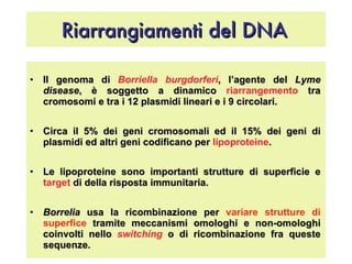 Riarrangiamenti del DNA   Il genoma di  Borriella burgdorferi , l’agente del  Lyme disease , è soggetto a dinamico  riarrangemento  tra cromosomi e tra i 12 plasmidi lineari e i 9 circolari.  Circa il 5% dei geni cromosomali ed il 15% dei geni di plasmidi ed altri geni codificano per  lipoproteine .  Le lipoproteine sono importanti strutture di superficie e  target  di della risposta immunitaria.  Borrelia  usa la ricombinazione per  variare strutture di superfice  tramite meccanismi omologhi e non-omologhi coinvolti nello  switching  o di ricombinazione fra queste sequenze. 