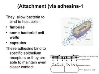 (Attachment (via adhesins-1

They allow bacteria to
  bind to host cells :             Cilia - motion
• fimbriae
• some bacterial cell
  walls
• capsules
These adhesins bind to
  specific epithelium
  receptors or they are
  able to maintain even
  closer contact.             Flagellum - motion
 