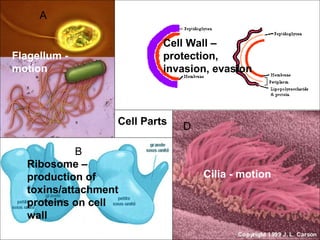 A

                           Cell Wall –
Flagellum -                protection,
motion                     invasion, evasion



                  Cell Parts   D

            B
  Ribosome –
  production of                    Cilia - motion
  toxins/attachment
  proteins on cell
  wall
 
