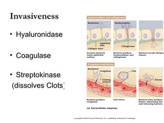 Invasiveness
• Hyaluronidase

• Coagulase

• Streptokinase
 (dissolves Clots)
 