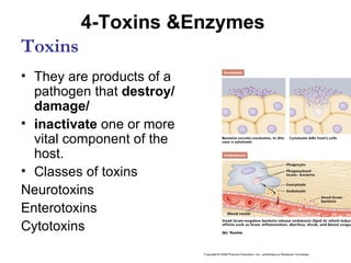 4-Toxins &Enzymes
Toxins
• They are products of a
  pathogen that destroy/
  damage/
• inactivate one or more
  vital component of the
  host.
• Classes of toxins
Neurotoxins
Enterotoxins
Cytotoxins
 