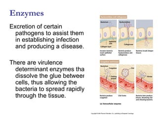 Enzymes
Excretion of certain
  pathogens to assist them
  in establishing infection
  and producing a disease.

There are virulence
  determinant enzymes that
  dissolve the glue between
  cells, thus allowing the
  bacteria to spread rapidly
  through the tissue.
 